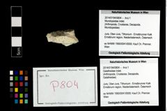 Foto (Objekt + Etikett) von Mundopsidae indet.  (NHMW-GEO-2014-0194-0804)